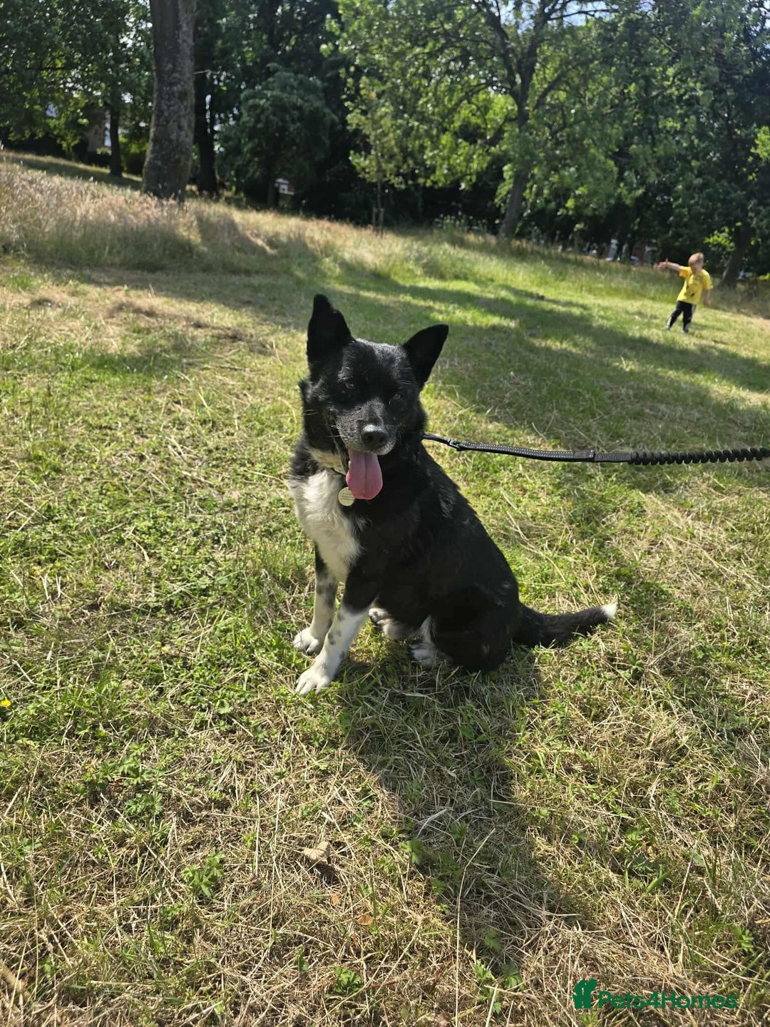 Mixed Breed dogs for adoption: Freckles is ready to find a family! - Image 3