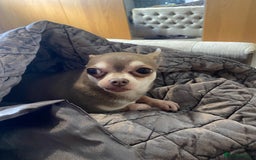 Chihuahua dogs for sale: Rio for rehoming - Image 1