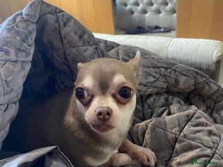 Chihuahua dogs Rio for rehoming - Advert 13