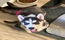 Siberian Husky dogs for sale: Strong Chunky Siberian Husky puppy’s  - Image 37