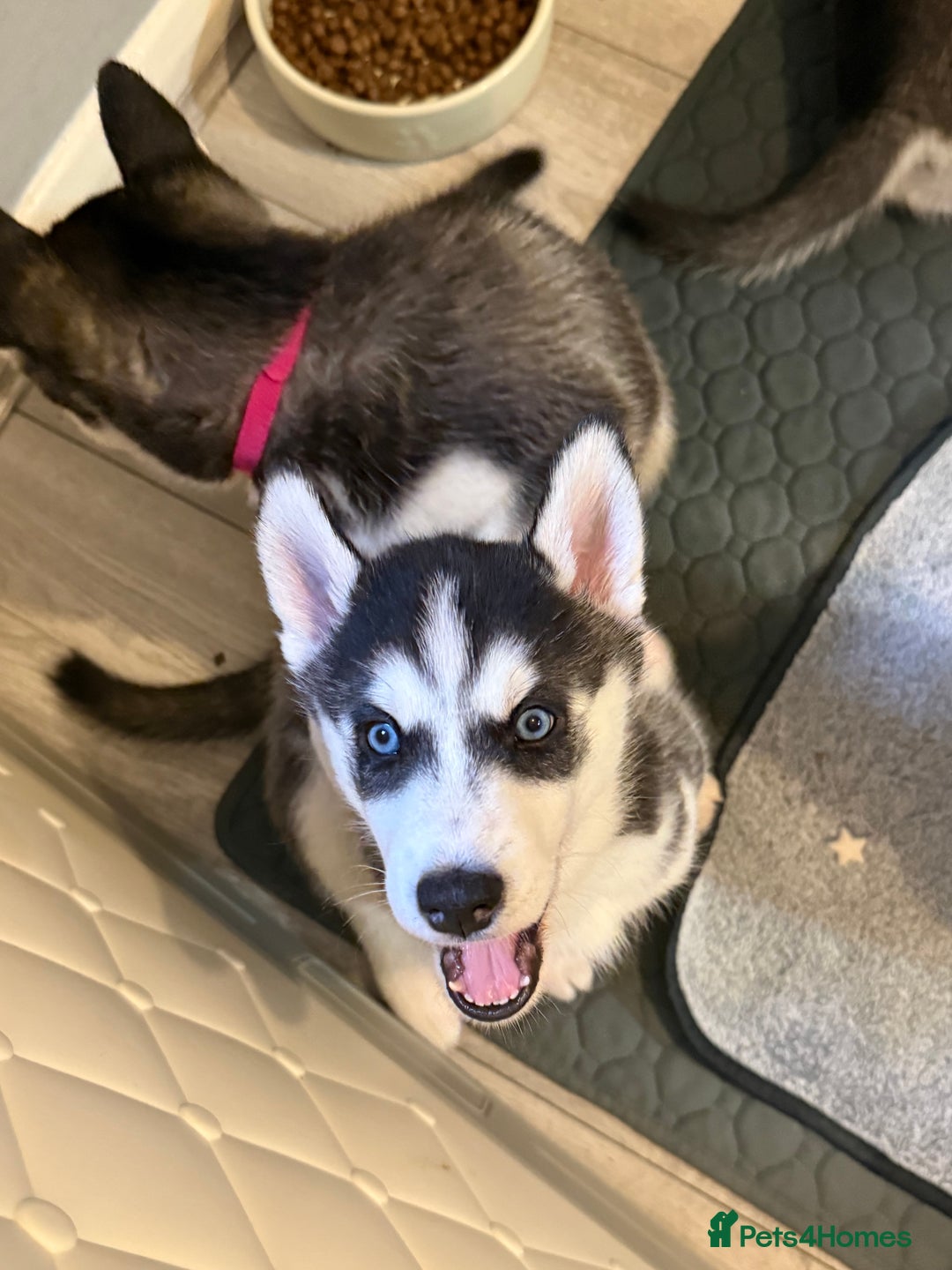 Siberian Husky dogs for sale: Strong Chunky Siberian Husky puppy’s  - Image 37