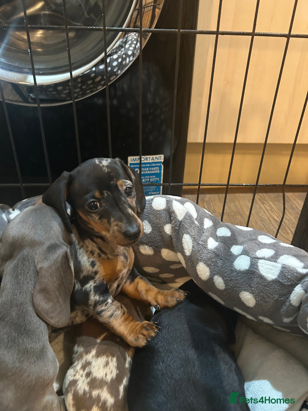 Miniature Dachshund dogs for stud: ⭐️ TRIGGER⭐️ smooth hair Isabella & Tan STUD in Mexborough - Advert 17