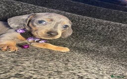 Dachshund dogs for sale: 5 beautiful miniature short haired dachshunds - Image 5