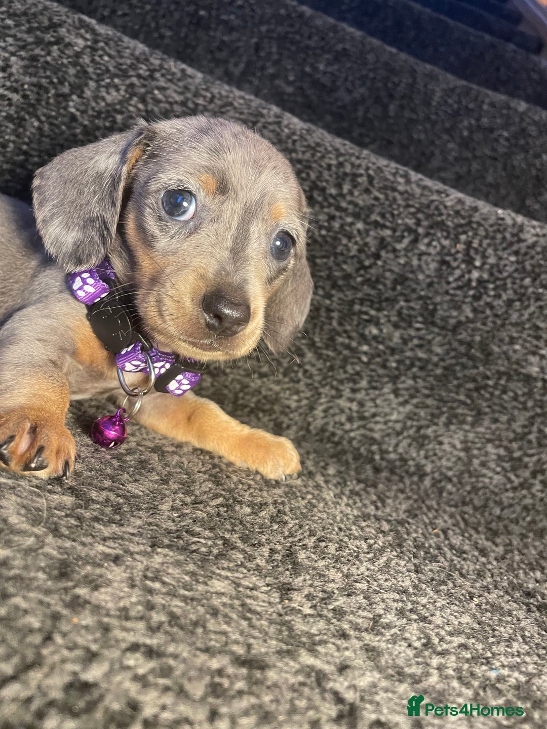 Dachshund dogs for sale: 5 beautiful miniature short haired dachshunds - Image 5