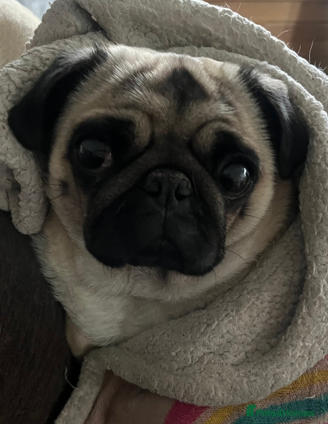 Pug dogs for sale: Gorgeous Pug Girl 3 Years old Ready Now - Advert 2