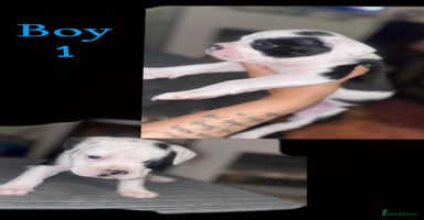 Mixed Breed dogs - Advert 13