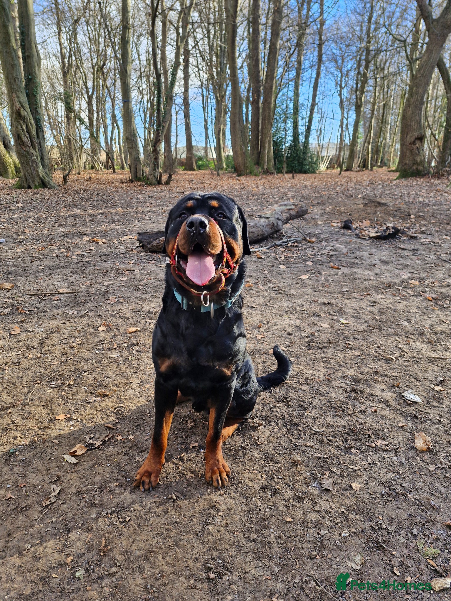 Rottweiler dogs KC rottweiler Stud - Advert 1