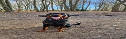 Rottweiler dogs for stud: KC rottweiler Stud in Canterbury - Advert 1
