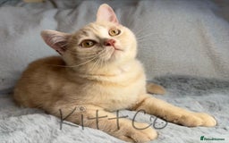 British Shorthair cats for sale: LAST 2 GCCF BSH Kittens – Ready NOW!! in Slough - Image 15