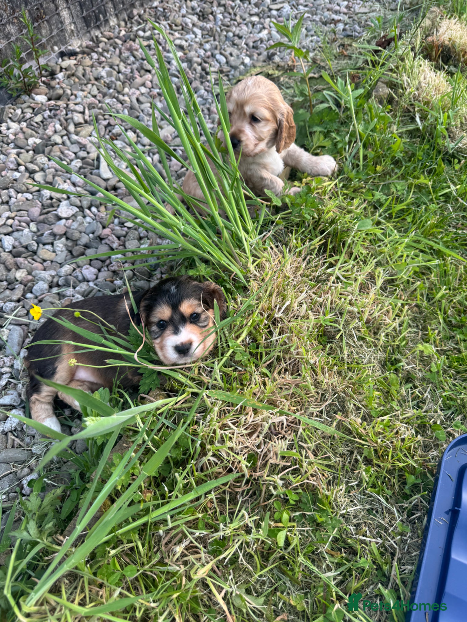 Cocker Spaniel dogs Gorgeous cocker spaniel puppies for sale - Advert 2