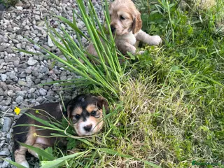 Cocker Spaniel dogs Gorgeous cocker spaniel puppies for sale - Advert 2