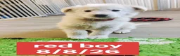White Swiss Shepherd dogs for sale: Stunning KC reg long-coated White Swiss Shepherd - Advert 13