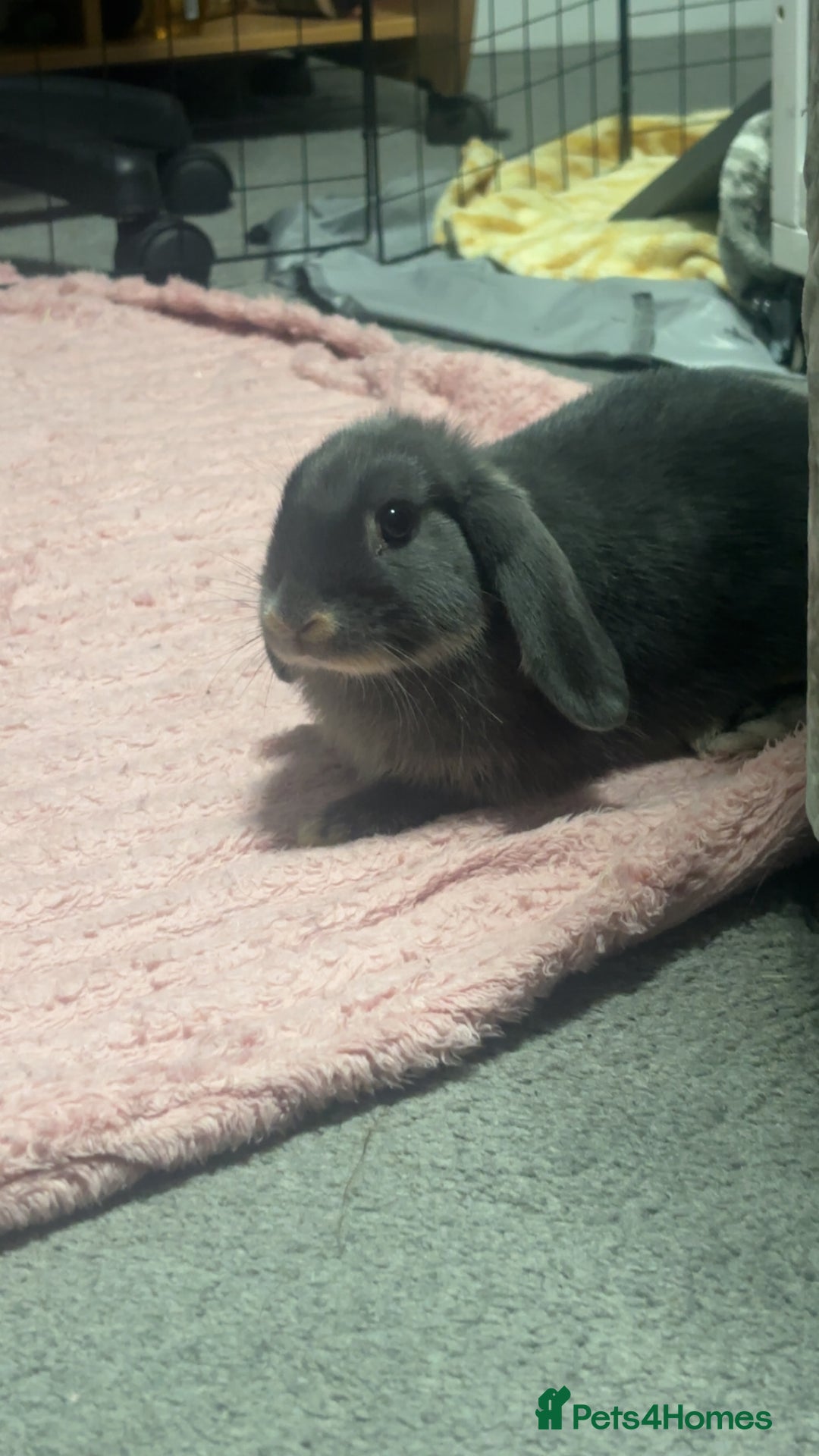 Mixed Breed rabbits for sale: two female rabbits  - Image 4