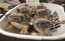 French Bulldog dogs for sale: Beautiful french bulldog puppies  - Image 23