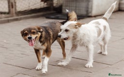 Mixed Breed dogs for adoption: 💖🐶 FAY 🐶💖 - Image 10