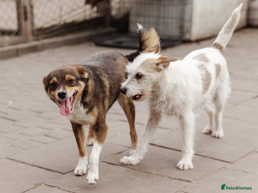 Mixed Breed dogs for adoption: 💖🐶 FAY 🐶💖 - Image 10