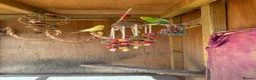 Quail poultry for sale: Californian quails and a pair of budgies for sale  - Advert 8