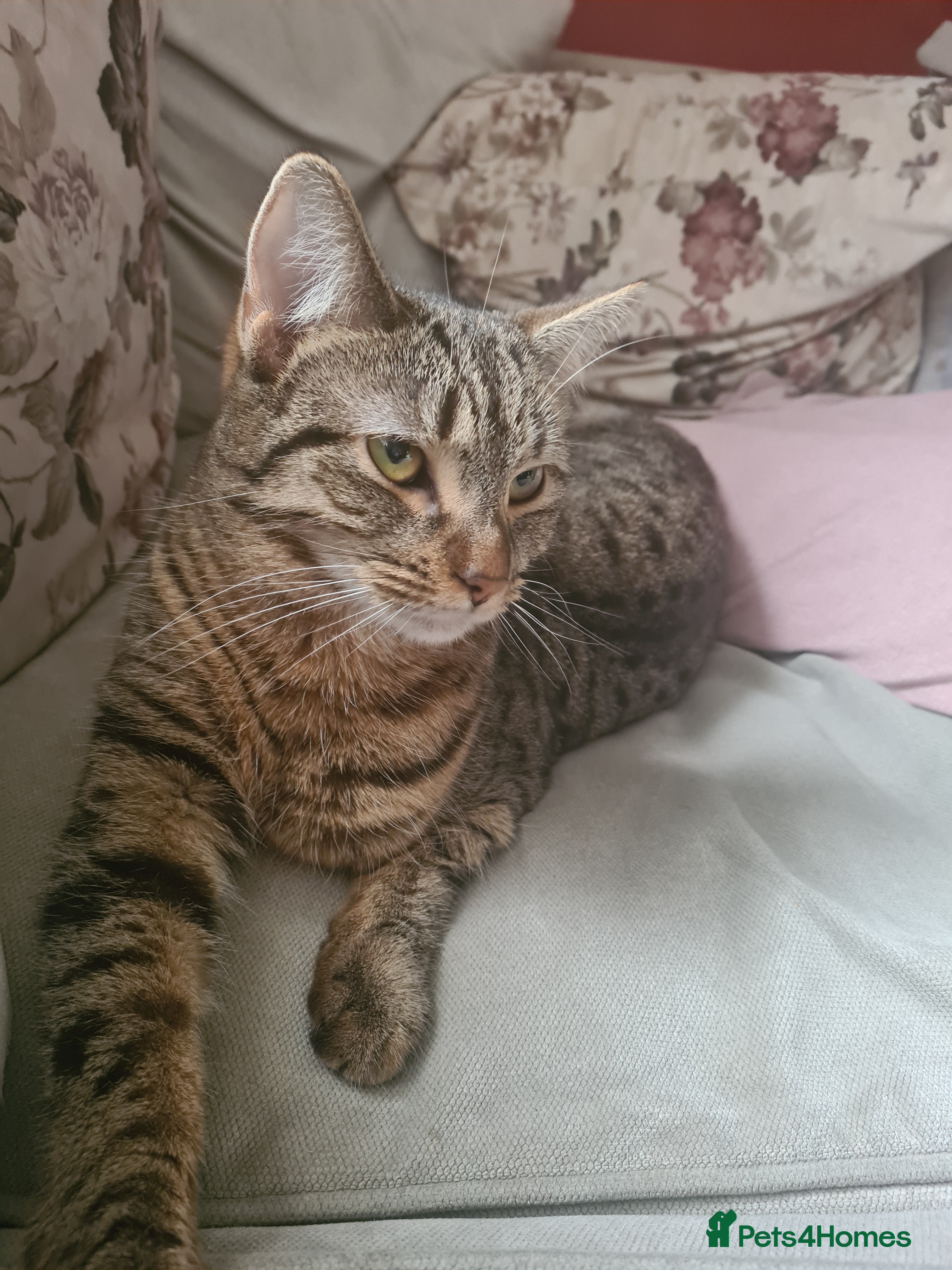 Mixed Breed cats Kitty - 1 year old, Tabby Cat - Advert 2