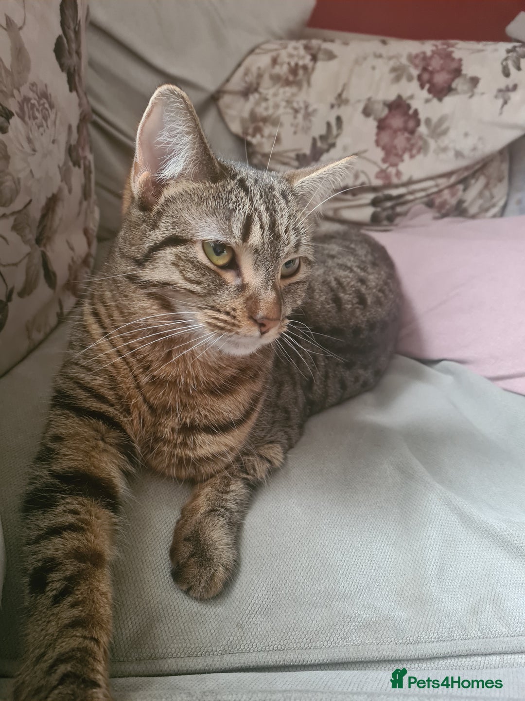 Mixed Breed cats for sale: Kitty - 1 year old, Tabby Cat - Advert 1