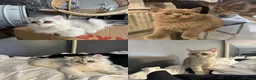 British Shorthair cats for sale: British Shorthair & longhair Chinchilla available  - Advert 1