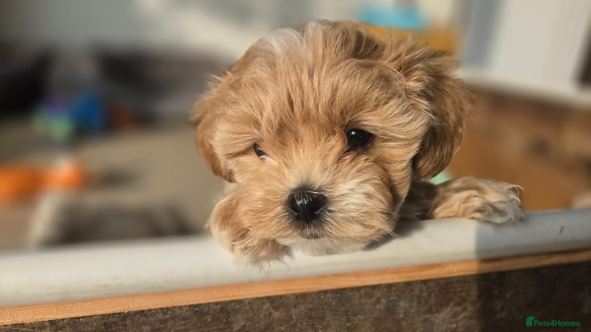 Maltipoo dogs F1🎀Maltipoo 🎀Luxury rare🎀 KC parents - Advert 12