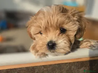 Maltipoo dogs F1🎀Maltipoo 🎀Luxury rare🎀 KC parents - Advert 1