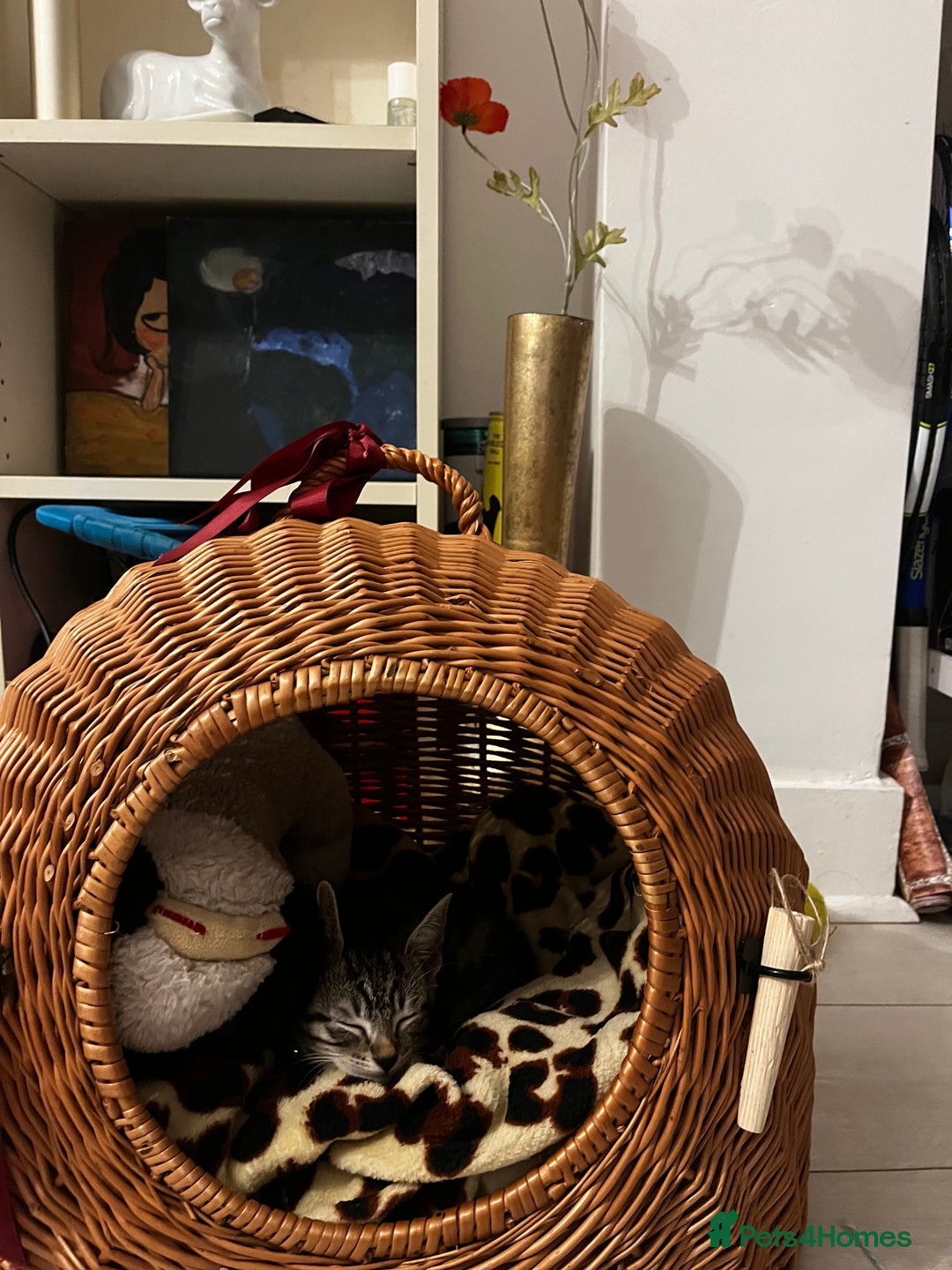 Mixed Breed cats for sale: Playful and lovely kitten  - Image 3