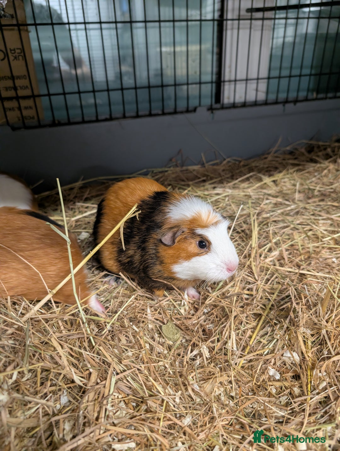 Guinea Pig rodents for sale: Guinea pig pair girls  - Advert 3