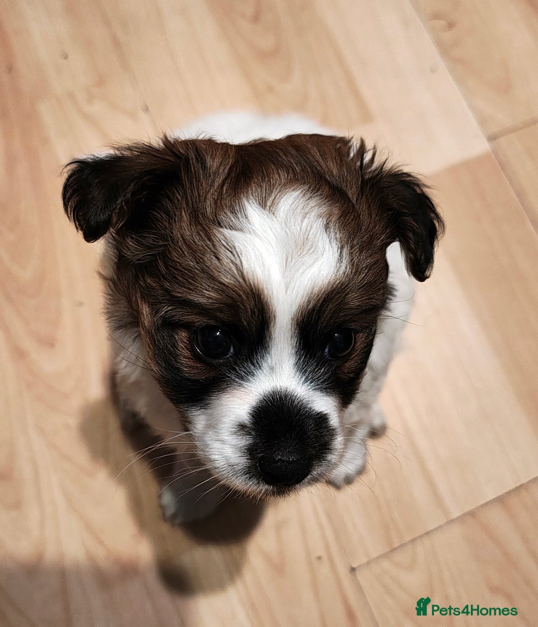 Mixed Breed dogs for sale: JACK RUSSEL X PUPPY ONLY 1 Female - Advert 8