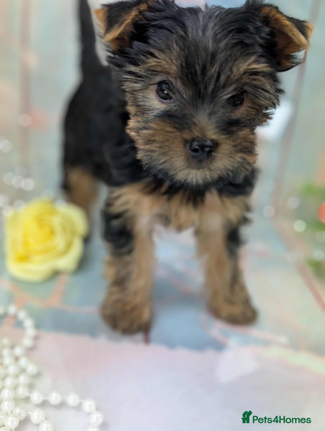 Yorkshire Terrier dogs for sale: Pedigree Yorkshire Terrier Puppies - Advert 5