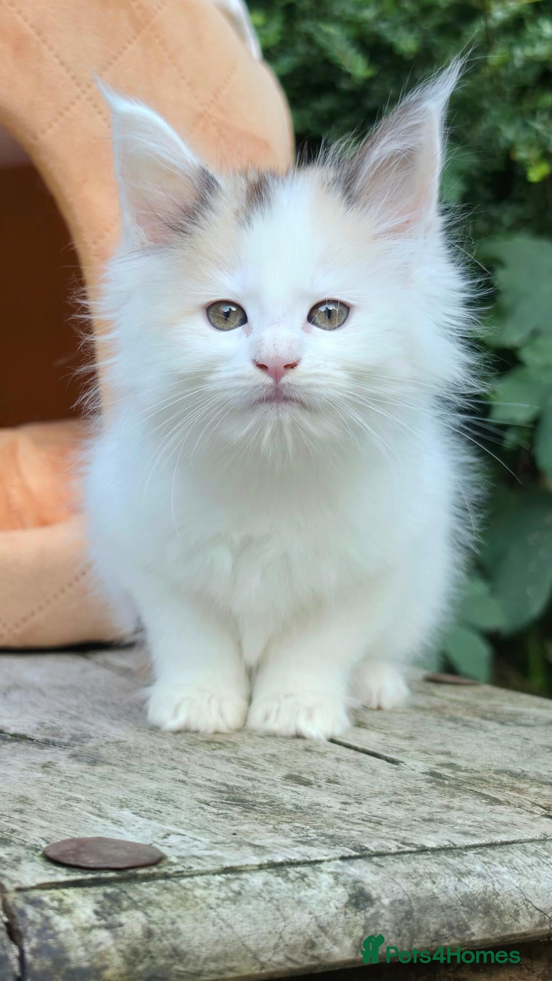 Maine Coon cats Stunning Maine coon kittens  - Advert 2