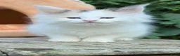 Maine Coon cats for sale: Ready now Stunning Maine coon kittens  - Advert 2