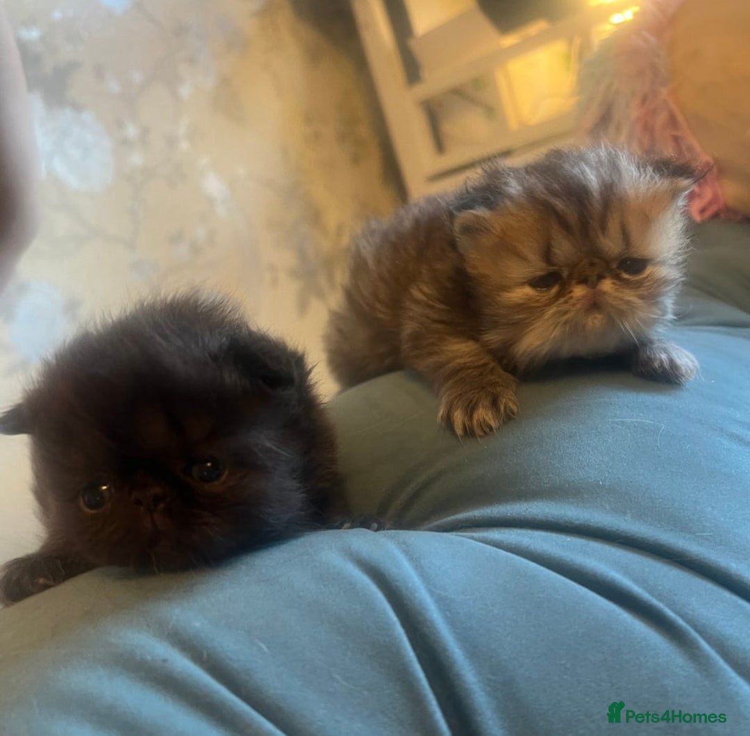 Persian cats for sale: Gorgeous Persians gccf registered pkd neg   - Image 17
