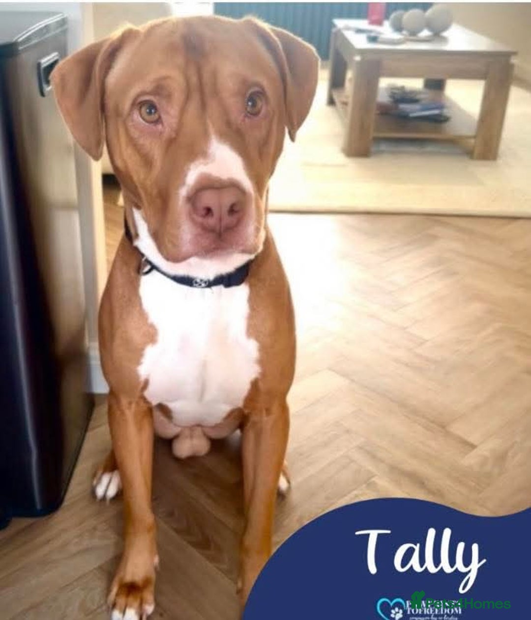Mixed Breed dogs for adoption: Meet Tally, currently residing in Basildon - Image 1