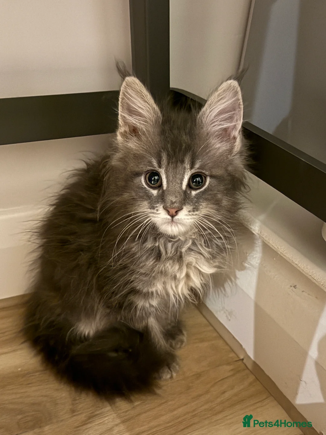 Maine Coon cats for sale: 3-month-old pure Maine Coon Girl ready to go - Advert 3