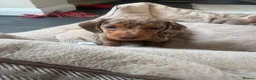 Dachshund dogs for sale: Miniature dachshund  - Advert 12