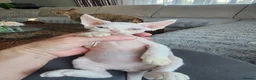 Devon Rex cats for sale: Two Devon Rex kittens for sale!!! - Advert 9