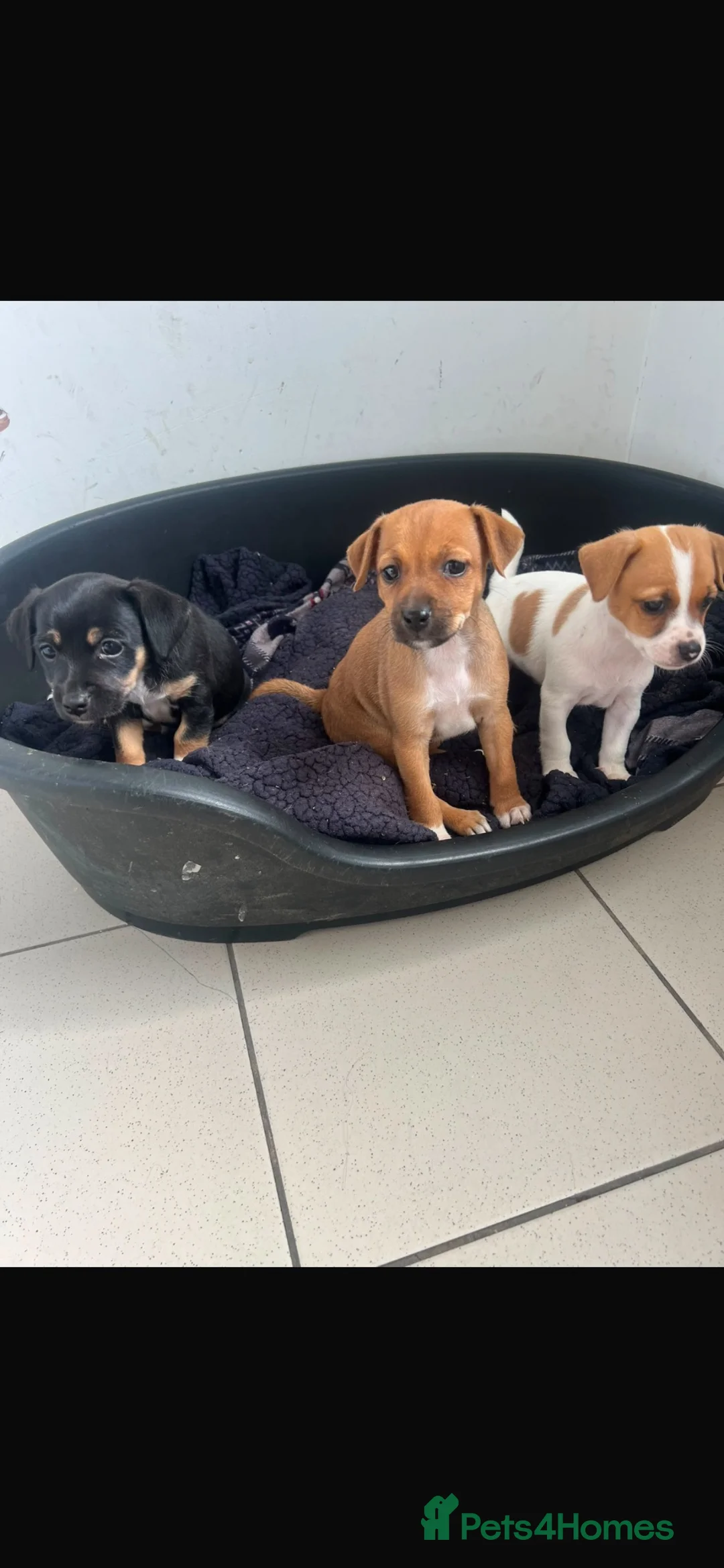 Jack Chi dogs for sale: 2 boys available  - Advert 1