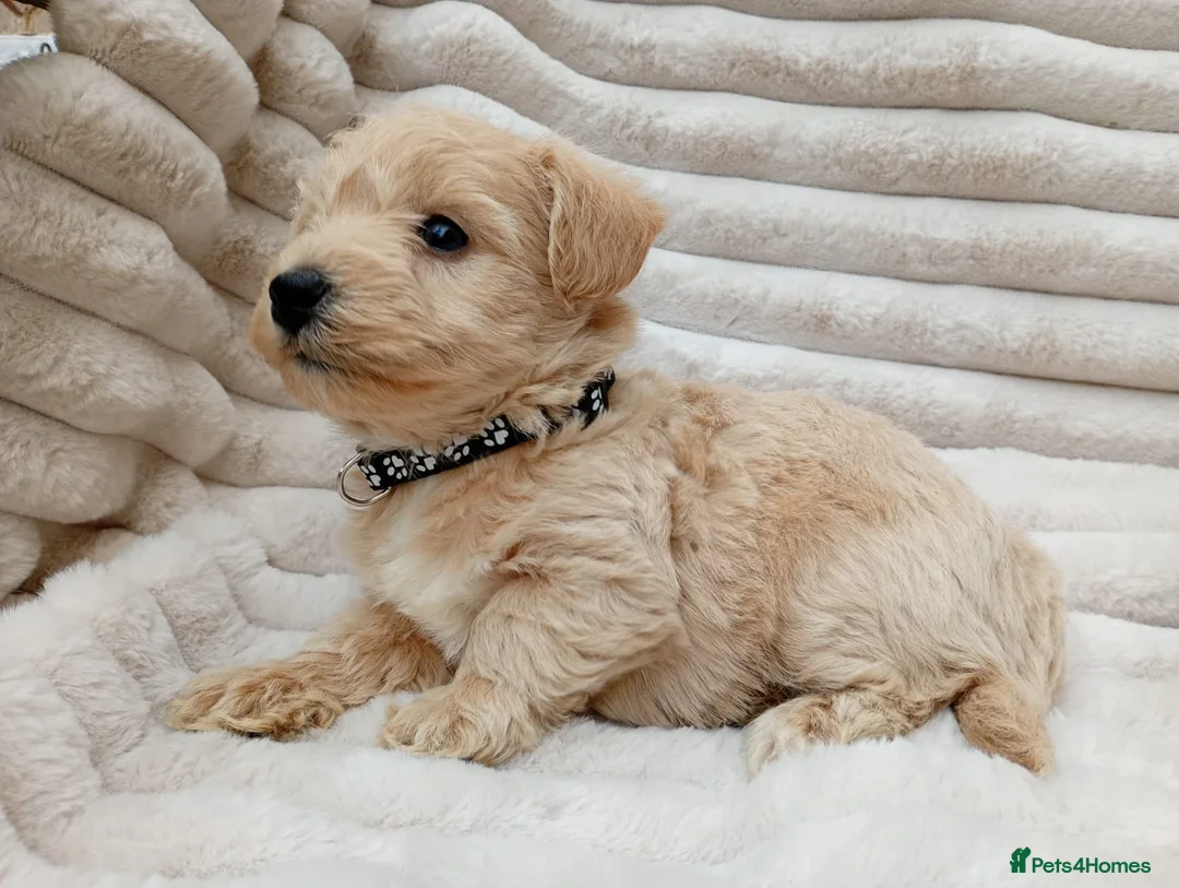 West Highland Terrier dogs for sale: Westiepoo puppies  - Advert 5