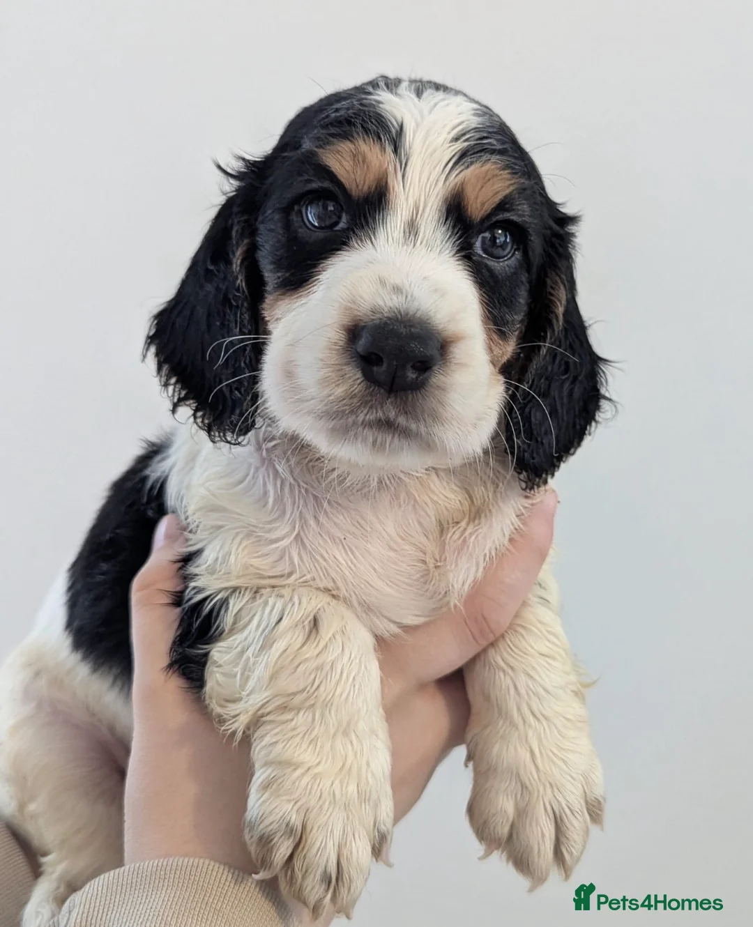Cocker Spaniel dogs for sale: Last 2 boys available! - Advert 7