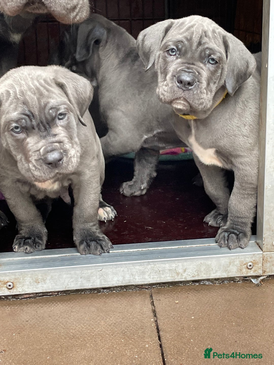 Cane Corso dogs for sale: CANE CORSO TOP QUALITY STRAJANO BLOODLINE FERMINTO - Advert 12