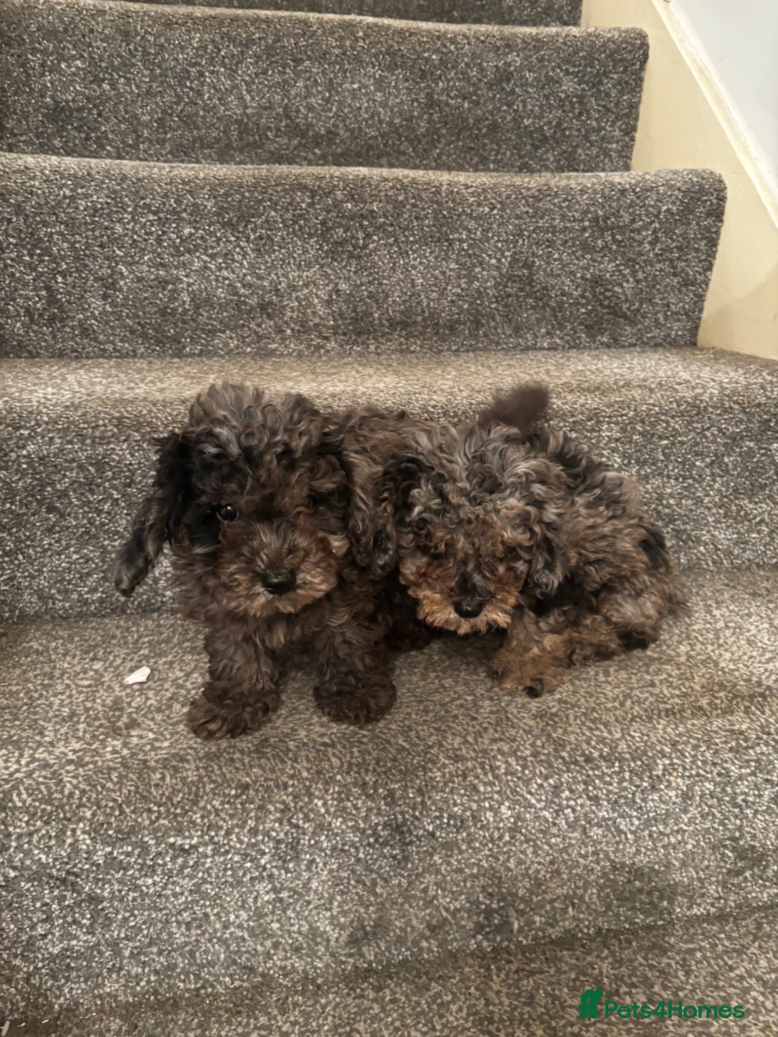 Poochon dogs Two Merle Poochon Pups - Advert 1