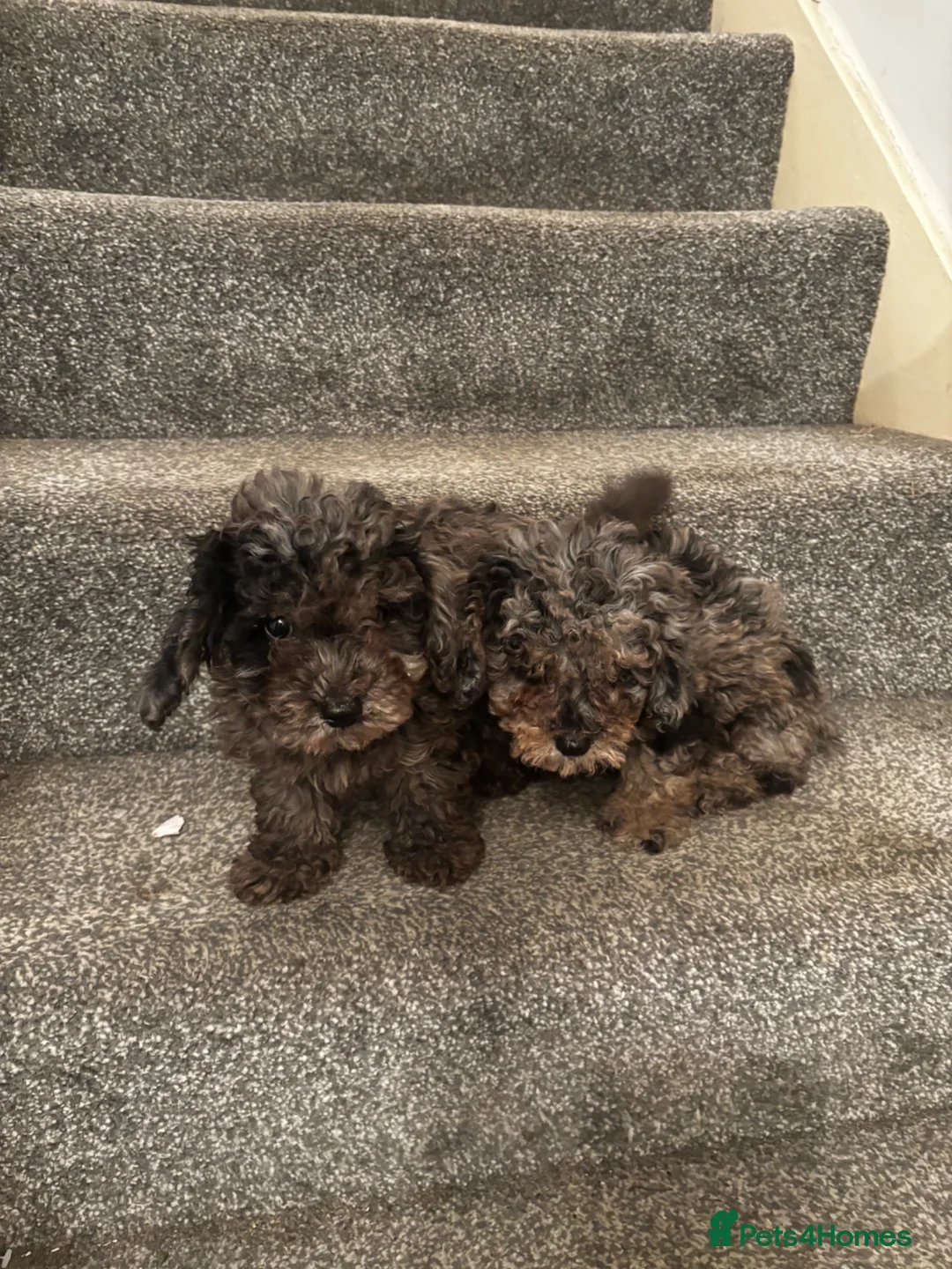Poochon dogs for sale: Two Merle Poochon Pups - Advert 1