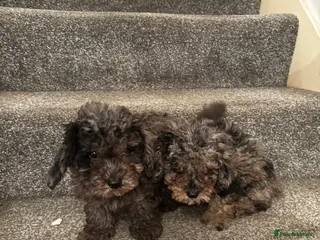 Poochon dogs Two Merle Poochon Pups - Advert 1