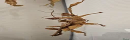 Stick Insects invertebrates for sale: *BARGAIN PRICE* Macleays spiny stick insect nymph - Advert 2