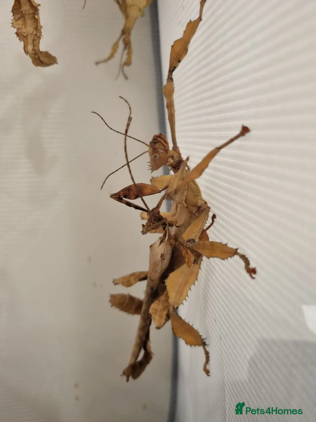 Stick Insects invertebrates for sale: *BARGAIN PRICE* Macleays spiny stick insect nymph - Advert 2