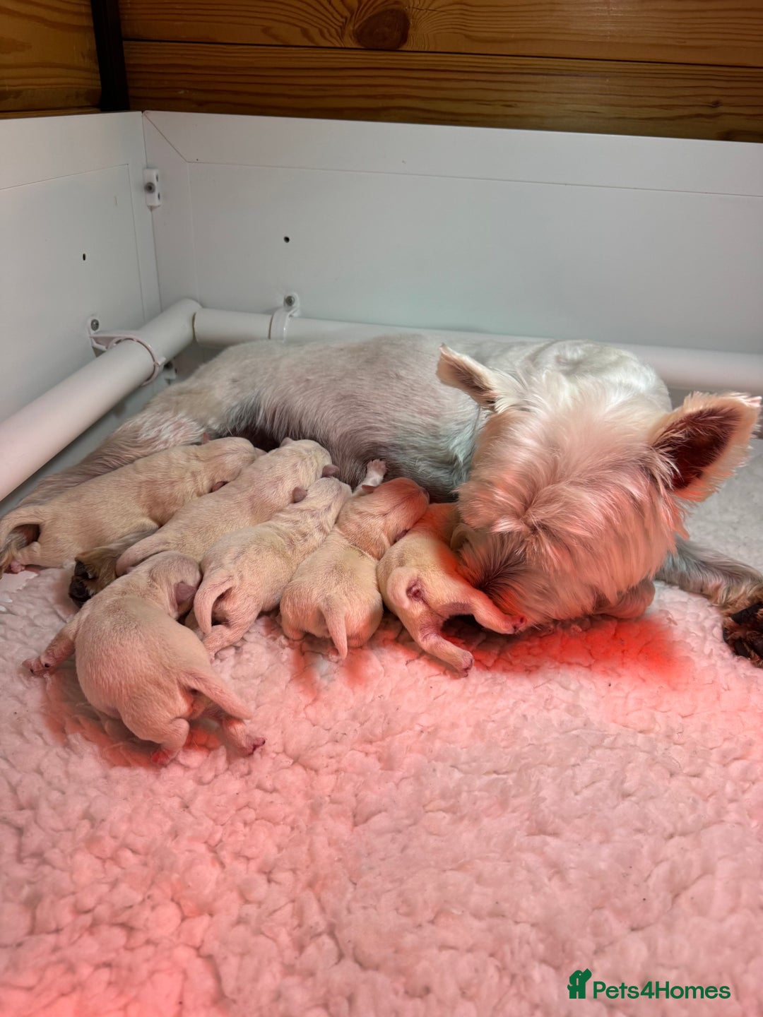 West Highland Terrier dogs for sale: Mr P Bradford  - Image 1