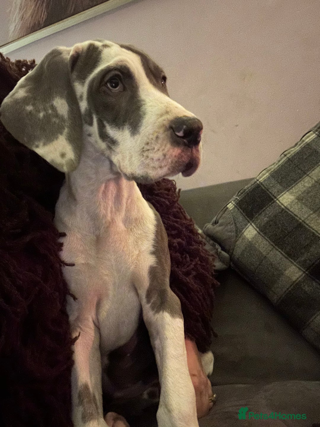 Great Dane dogs for sale: Reduced***** KC registered blue Great Dane puppies - Advert 16
