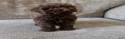 Cavapoo dogs for sale: Absolute stunning little girl  - Advert 9