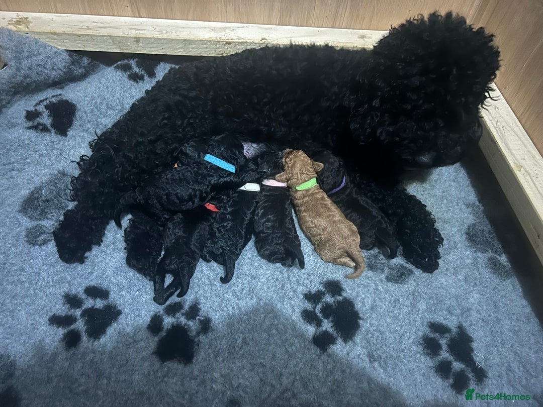 Cockapoo dogs for sale: F1b Cockapoo  - Image 7